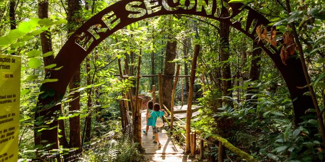 Xploria, the forest that explores time