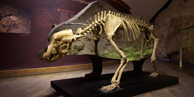 squelette d'ours des cavernes dans le centre d'interprétation de la Grotte