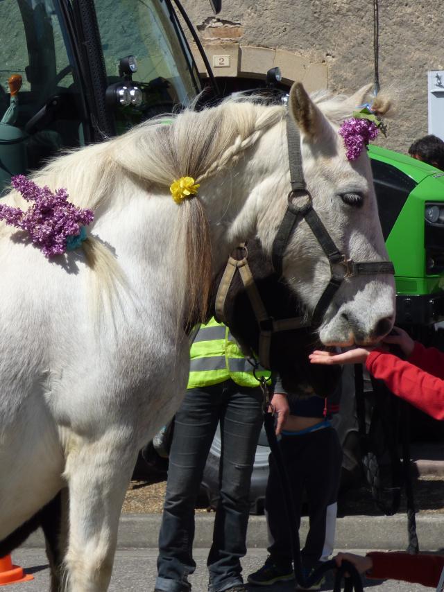 Foire Agricole du Mas d'Azil