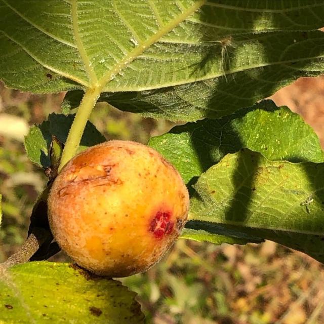 Instagram #fetedelafigue